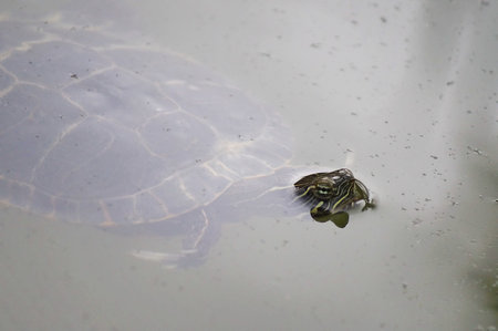 Aquatic turtle swimming