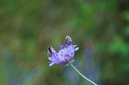 Dipteras  (Order Diptera) in the Umbrian countryside, Italy