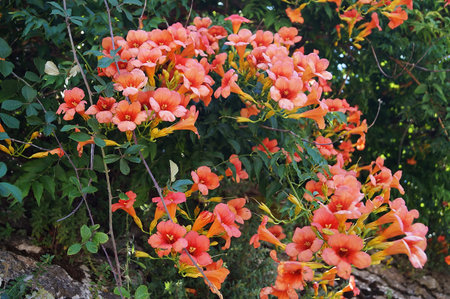Wild bignonia (Campsis radicans) flowers (in the Umbrian countryside, Italy