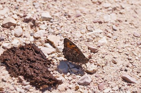 Rock grayling (Hipparchia semele) in the Umbrian countryside, Italyの写真素材