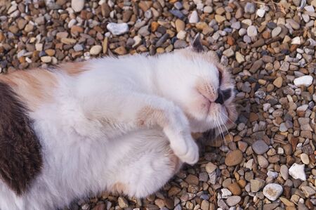 Sleeping catの写真素材