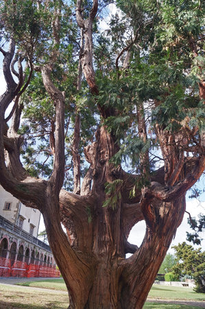 Secular tree in the park of Medici Villa in Poggio a Caiano, Tuscany, Italy