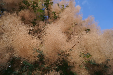 Vegetation in the garden of  Medici Villa in Poggio a Caiano, Tuscany, Italyの写真素材