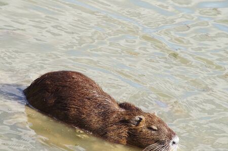 Coypu in the park of the plain of Sesto Fiorentino, Tuscany, Italyの写真素材