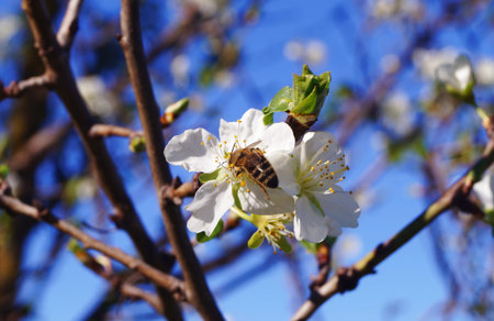 Cherry tree in bloom in spring
