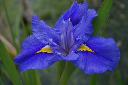 Blue and yellow iris in a Florence gardenの写真素材