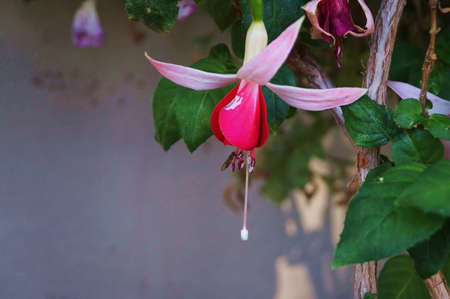 Fuchsia flower in a gardenの写真素材