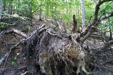 Root of felled tree in the forest of Vallombrosa in Tuscany, Italyの写真素材