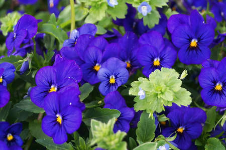 Violet pansy flowers in a Florence gardenの写真素材