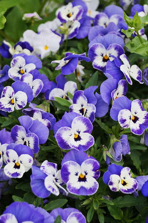White and purple pansy flowers in a Florence gardenの写真素材