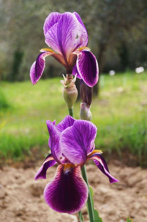 Purple iris with white and yellow undertonesの写真素材