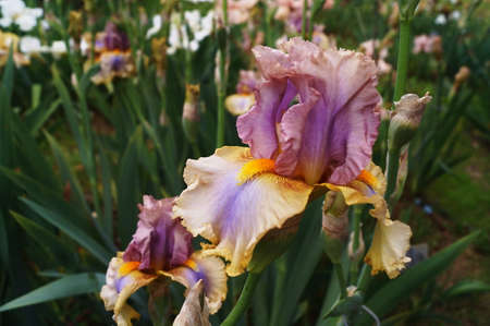 Iris with yellow, white and purple shadesの写真素材