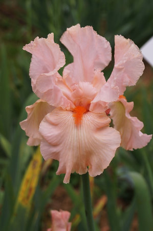 White iris with pink shadesの写真素材