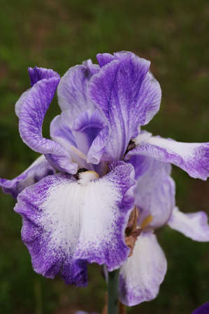Purple iris with white undertonesの写真素材