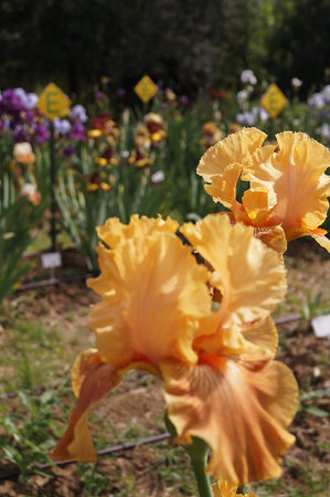 Yellow iris with brown shades and streaks