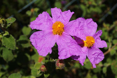 Cistus flowers of clay (Cistus Creticus)の写真素材