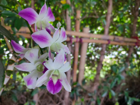 Festive vibrant floral background with a large arrangement of colorful summer flowers in rainbow colors including dahlias and gerbera daisies for celebrating a special occasion or holidayの写真素材
