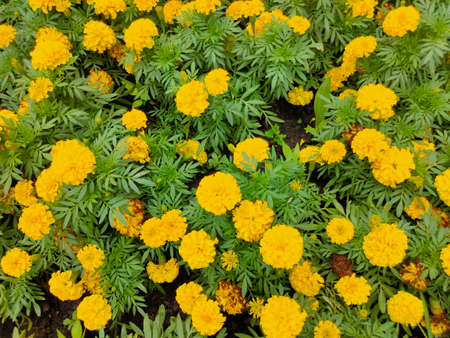 Festive vibrant floral background with a large arrangement of colorful summer flowers in rainbow colors including dahlias and gerbera daisies for celebrating a special occasion or holidayの写真素材