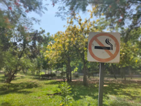 Beautiful meadow and tree in the park, Thailandの写真素材