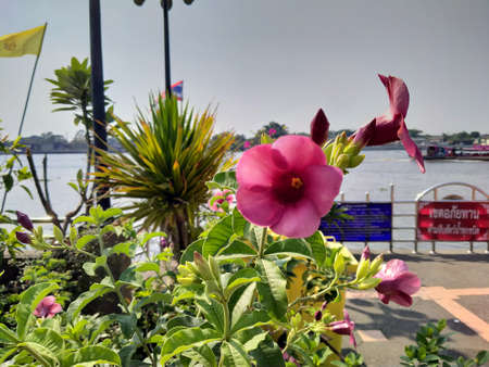 Festive vibrant floral background with a large arrangement of colorful summer flowers in rainbow colors including dahlias and gerbera daisies for celebrating a special occasion or holidayのeditorial素材