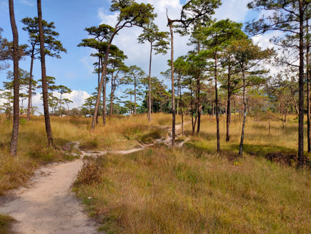 Path in the pine forest on the island of Phu Quoc, Vietnamの写真素材
