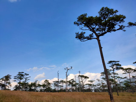 Pine tree in the field with blue sky background, Thailand.の写真素材