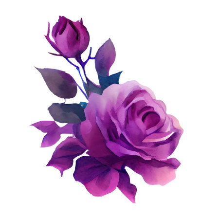 Watercolor purple rose isolated on white background. Hand drawn illustration.の写真素材