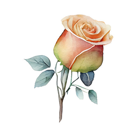 Beautiful vector image with nice watercolor rose on a white backgroundの写真素材