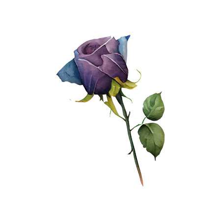 Watercolor rose. Hand painted illustration. Isolated on white background.の写真素材