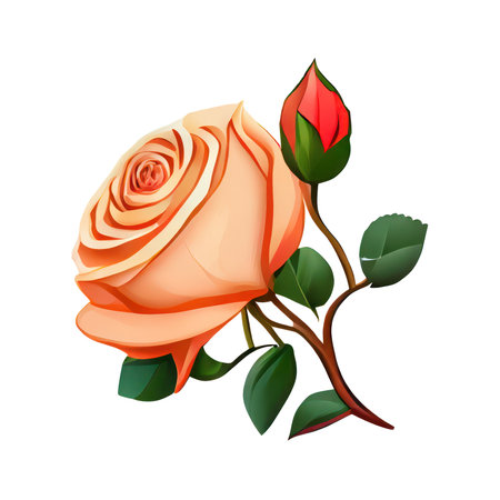 Orange rose isolated on white background.の写真素材
