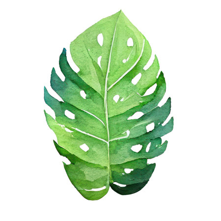Watercolor monstera leaf isolated on white background.の素材