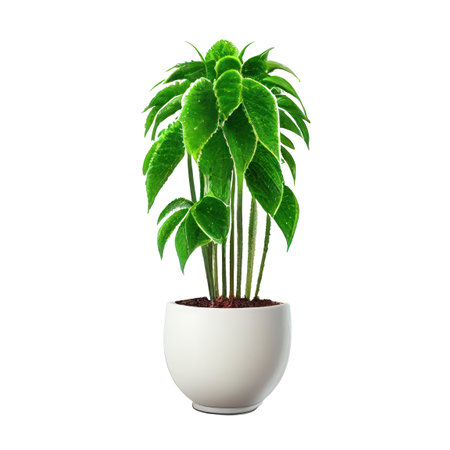 Green plant in pot isolated on white background. 3d illustration.の素材