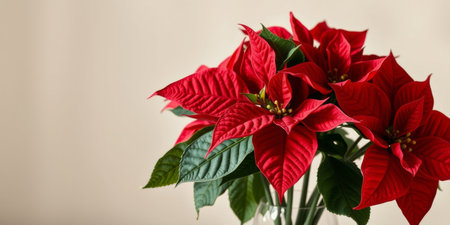 A stunning display of vibrant red poinsettia flowers arranged elegantly in a glass vase, perfect for enhancing seasonal decor and home ambiance.の素材