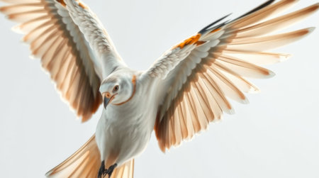 A beautiful white bird captured in mid-flight, displaying its delicate feathers and graceful wings in a serene, softly lit background.の素材