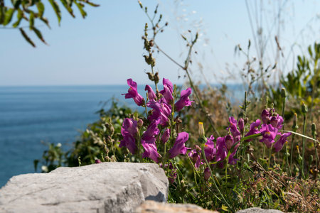Purple flowers on the coast of the Mediterranian Sea.の写真素材
