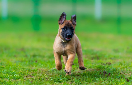 Belgian malinois Shepherd puppy running on the grass. Selective focus on the dogの写真素材