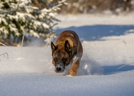 Malinois running through the snow on a sunny day in winter.の写真素材