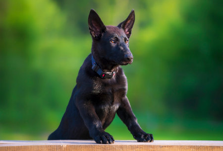 Young black German Shepherd puppy sitting on a wooden bench in the parkの写真素材
