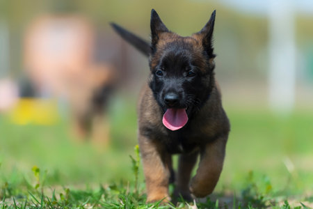 Belgian shepherd puppy running in the green grass. Shallow depth of field.の写真素材