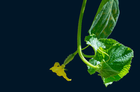 Isolated fresh young cucumber on a branch with a yellow flowerの写真素材