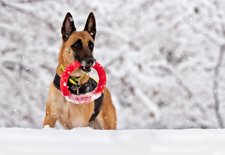 Adult Belgian Shepherd in a bright black and yellow harness on the winter forest background