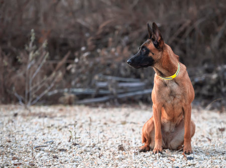Belgian Shepherd Dog Malinois carefully looks into the distance in a landscape of autumn tones