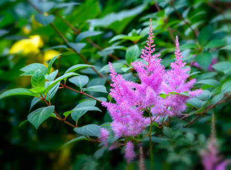 Pink spirea flower in the summer gardenの写真素材