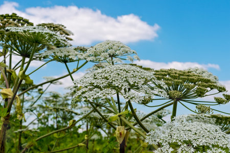 Giant hogweed plant against blue sky