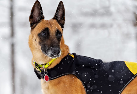 Adult Belgian Shepherd in a bright black and yellow jacket on the background of a winter landscape