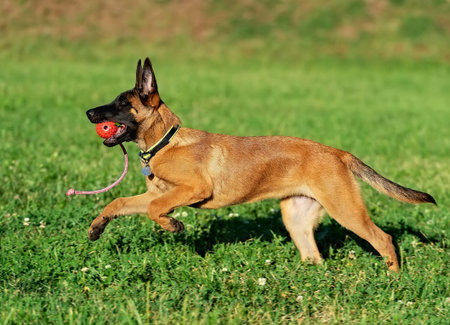 Running malinois puppy with red ball on the rope