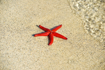 Red starfish on the sand of the beach. Summer background.