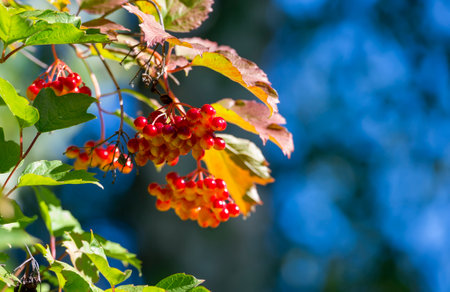 Unripe bunches of red viburnum against a blue skyの写真素材