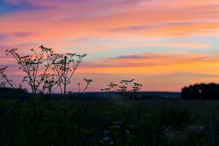 Sunset over the meadow with wildflowers and grassesの写真素材
