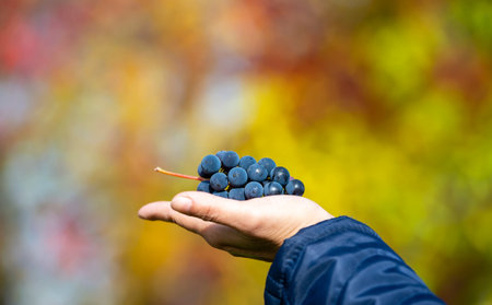 Grapevine in hand on a background of autumn foliage
